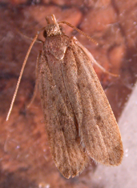 Glyphidocera septentrionella
